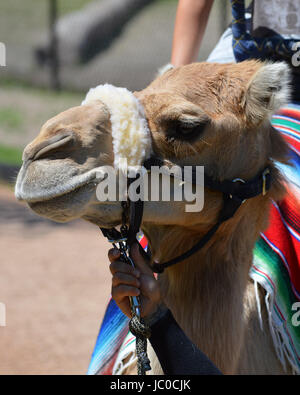 Kamelreiten im Minnesota Zoo Stockfoto