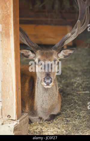 Schöne männliche Hirsche mit langen Geweih Blick in die Kamera Stockfoto