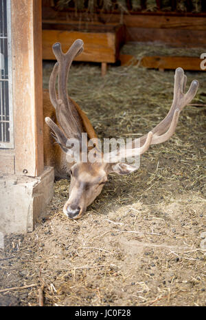 Nahaufnahme Bild der männlichen Hirsche mit langen Hörnern liegen auf Heu im zoo Stockfoto