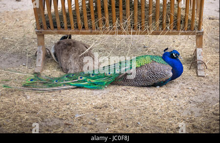 Schöne männliche Pfau sitzen am Boden im zoo Stockfoto