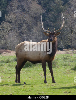 Roosevelt Bull Elk, überrumpelt gerade lange genug, um sein Foto zu erfassen Stockfoto
