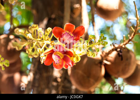 Auf Cannonball-Baum im Frühling blühen Stockfoto
