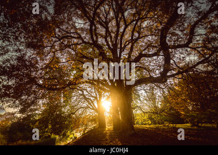 Schön getönten Foto der Sonne durch großen Baum im herbstlichen Wald Stockfoto