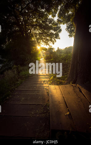 Schön getönten Foto der Sonne Strahl scheint auf hölzernen Pfad im Wald Stockfoto