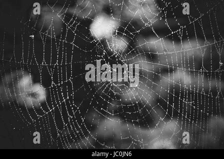 Schwarz / weiß Bild von großen Spinnennetz mit Tautropfen Stockfoto