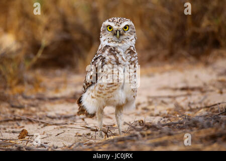 Kanincheneule (Athene Cunicularia) stehen auf dem Boden, Huacachina, Peru Stockfoto