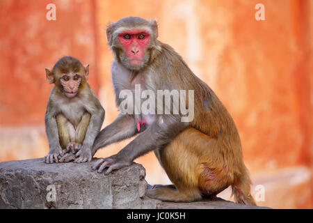 Rhesus-Makaken (Macaca Mulatta) mit einem Babysitter-in der Nähe von Galta Tempel in Jaipur, Indien. Der Tempel ist berühmt für große Truppe von Affen, die hier leben. Stockfoto