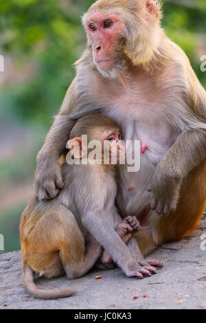 Rhesus-Makaken (Macaca Mulatta) mit einem Baby sitzt auf einer Mauer in Jaipur, Indien. Jaipur ist die Hauptstadt und die größte Stadt des indischen Bundesstaates Rajastha Stockfoto