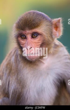 Porträt von Rhesus-Makaken (Macaca Mulatta) in Galta Tempel in Jaipur, Indien. Der Tempel ist berühmt für große Truppe von Affen, die hier leben. Stockfoto