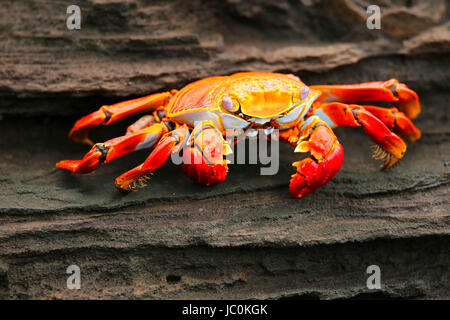 Sally lightfoot Krabben (Grapsus Grapsus) auf der Insel Santiago im Nationalpark Galapagos, Ecuador Stockfoto