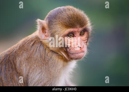 Porträt von Rhesus-Makaken (Macaca Mulatta) in Galta Tempel in Jaipur, Indien. Der Tempel ist berühmt für große Truppe von Affen, die hier leben. Stockfoto