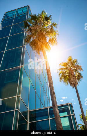 Zwei hohe Palmen wachsen neben modernen Hochhaus aus Beton und Glas Stockfoto