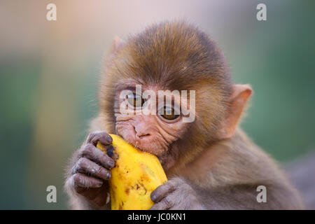 Porträt des jungen Rhesus-Makaken (Macaca Mulatta) essen Bananen in Galta Tempel in Jaipur, Indien. Der Tempel ist bekannt für große Truppe von Affen, die Stockfoto