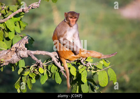 Rhesus-Makaken (Macaca Mulatta) sitzen auf einem Baum in der Nähe von Galta Tempel in Jaipur, Indien. Der Tempel ist berühmt für große Truppe von Affen, die hier leben. Stockfoto