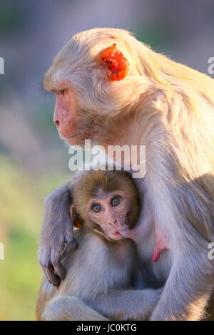 Rhesus-Makaken (Macaca Mulatta) mit einem Babysitter-in der Nähe von Galta Tempel in Jaipur, Indien. Der Tempel ist berühmt für große Truppe von Affen, die hier leben. Stockfoto