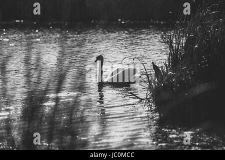 Schwarz / weiß Foto der Schwan auf See schwimmen Stockfoto