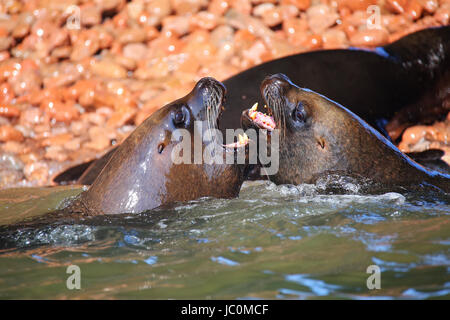 Paar von südamerikanischen Seelöwen (Otaria Flavescens) spielen im Wasser in Ballestas Inseln Reserve in Peru. Ballestas Inseln sind ein wichtige s Stockfoto