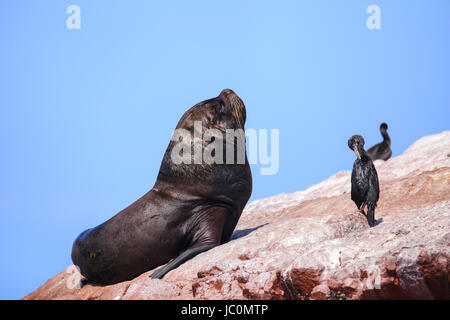 Ballestas Inseln Reserve in Peru südamerikanische Seelöwe (Otaria Flavescens) reift. Ballestas Inseln sind ein wichtiger Zufluchtsort für Meeresfauna Stockfoto