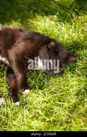 Schwarze Katze entspannen bei Sonnenstrahlen auf Rasen Stockfoto
