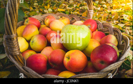 Nahaufnahme Foto von grünem Apfel auf rote Äpfel im Korb liegen Stockfoto