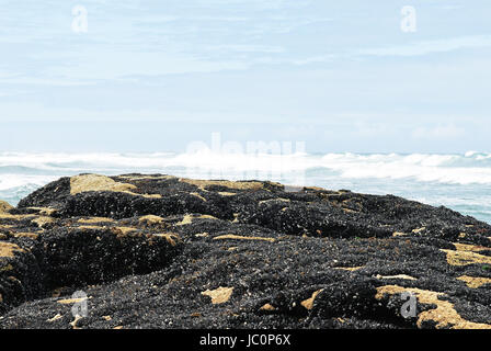 Kolonie Muscheln auf Küste des Atlantischen Ozeans in Costa da Morte, Galicien, Spanien Stockfoto