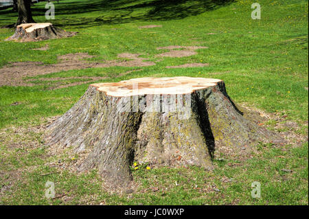 Stümpfe von großen Bäumen im Park auf der grünen Waldwiese gefällt Stockfoto