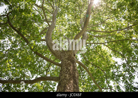 Nach oben auf eine ausgereifte Ahornblättrige Platane ist sehr ähnlich wie der Bergahorn. Stockfoto