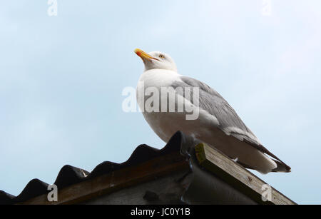 Erwachsenen Möwe sitzt auf das Wellblechdach von einem Schuppen an der Küste Stockfoto