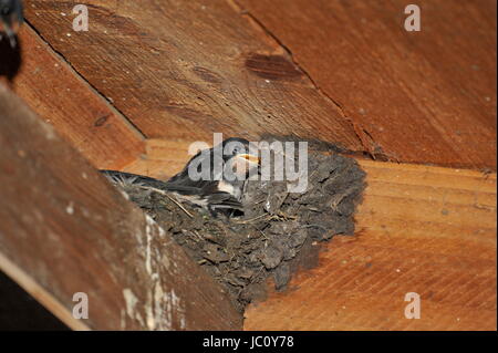 Nest mit Küken am Steinhuder Meer, Deutschland zu schlucken. Stockfoto