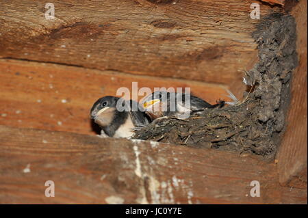 Nest mit Küken am Steinhuder Meer, Deutschland zu schlucken. Stockfoto