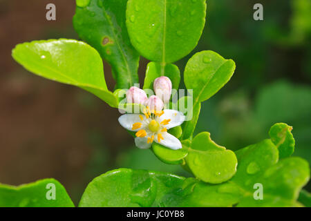 Blume der Bergamotte Früchte am Baum im Garten Stockfoto