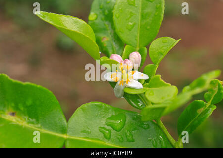 Blume der Bergamotte Früchte am Baum im Garten Stockfoto