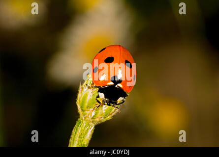 Rote Marienkäfer auf eine Knospe Stockfoto