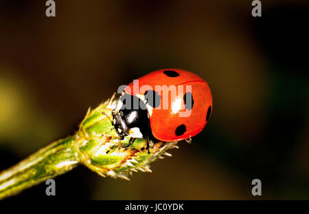 Marienkäfer auf eine Blütenknospe Stockfoto