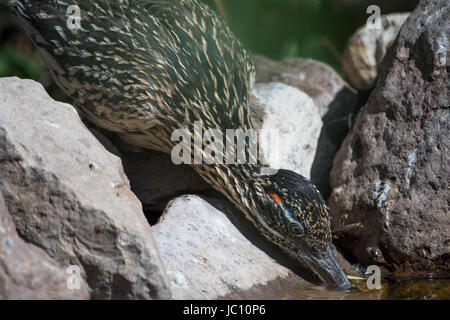 Größere Roadrunner, (Geococcyx Californianus), Wasser zu trinken.  Bosque del Apache National Wildlife Refuge, New Mexico, USA. Stockfoto