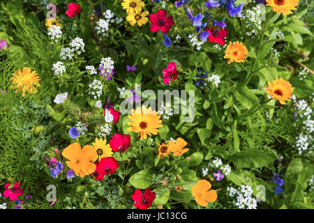 Detail Einer Wiese Mit Bunton Blumen Stockfoto