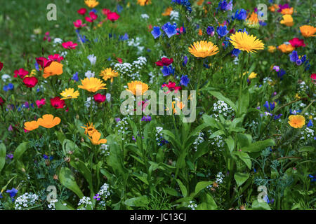 Blühende Sommerweise Mit Bunton Blüten Stockfoto