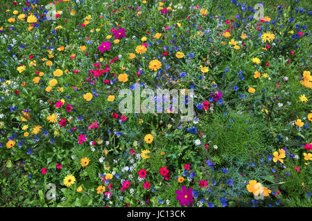 Wiese Mit Bunton Blumen Stockfoto