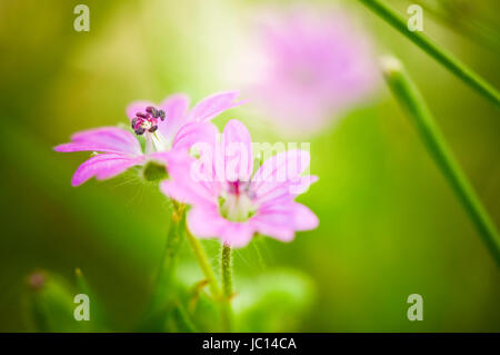 Makro-Ansicht Dreier Blüten des Weichen Storchschnabels (Geranium Molle) Mit Sehr Geringer Tiefenschärfe in Flachwinkelansicht Stockfoto