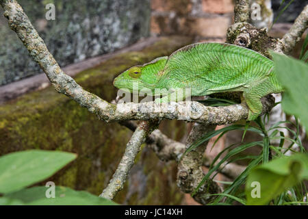 Bunte Parsons Chamäleon (Calumma Parsoni), Ranomafana, Madagaskar Stockfoto