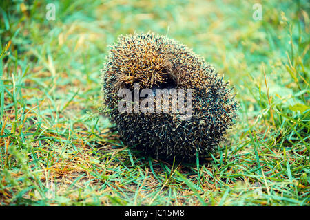 Gerollt in einer Kugel Igel ist auf dem Rasen Stockfoto