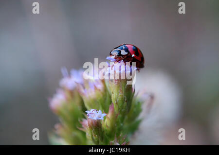 Ein Marienkäfer auf eine Blume von Eupatorium Catarium stehen und Essen Blütenblätter Stockfoto