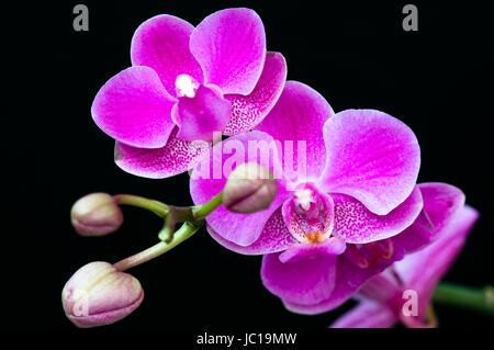 Rosa Orchidee Blume auf schwarzem Hintergrund Stockfoto
