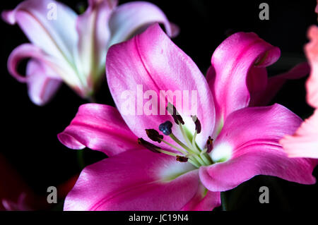 Die Close Up von Lilien auf dunklem Hintergrund Stockfoto