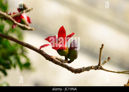 Die Blüten der Ceiba Baum, crimson Kapok Blumen Stockfoto