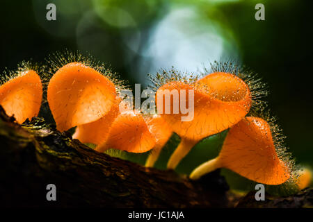 Haarige Pilz mit Wassertropfen im Nationalpark von Thailand Stockfoto