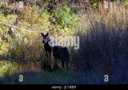 Zwei Elche in einem Teich in den Wasatch Mountains gegen Ende Herbst, ein Männchen und ein Weibchen Stockfoto