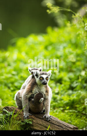 Lemur Kata (Lemur Catta) Stockfoto