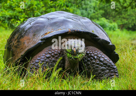 Galapagos Riesenschildkröte (Geochelone Elephantopus) auf der Insel Santa Cruz in Galapagos Nationalpark in Ecuador. Es ist die größte lebende Art der torto Stockfoto