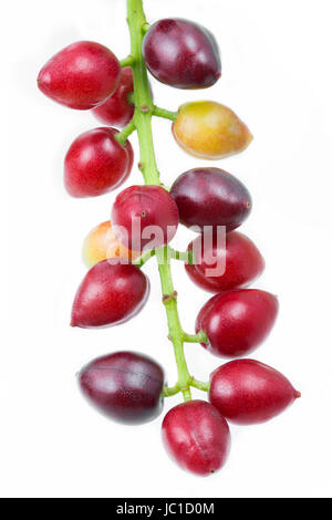 Kirschlorbeer (Prunus Laurocerasus), Früchte Stockfoto